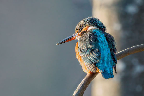 Eisvogel Weibchen - Kingfisher female - #3063