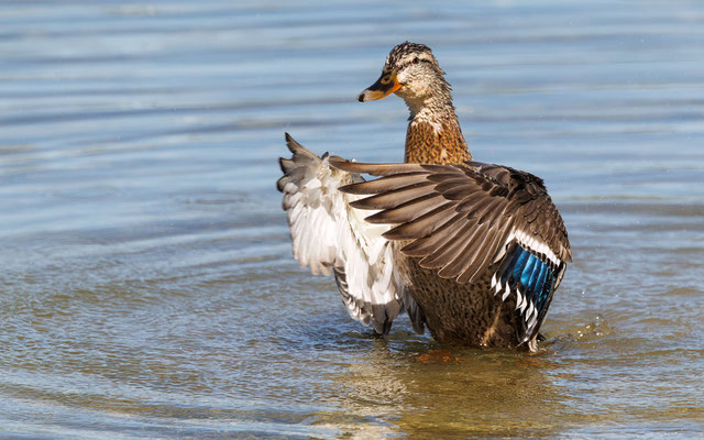 Stockente - Mallard