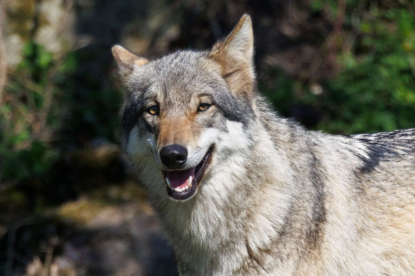 Wolf - Canis lupus - #3183