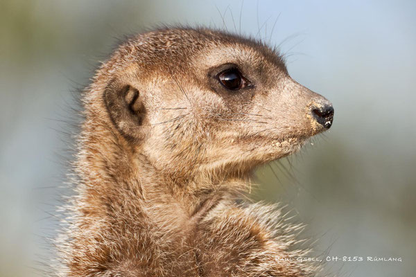 Erdmännchen im Zoo Zürich - Suricata suricatta - #5952