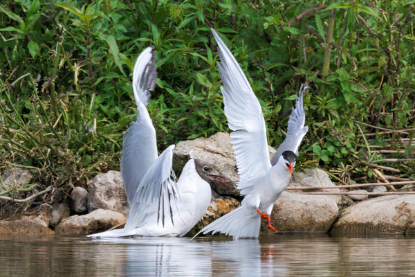 Flußseeschwalbe-Lachmöwe - Common Tern-Black-headed Gull - #2260