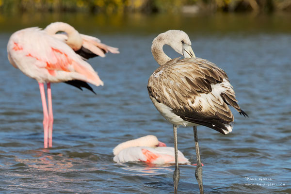 Flamingos - #1274