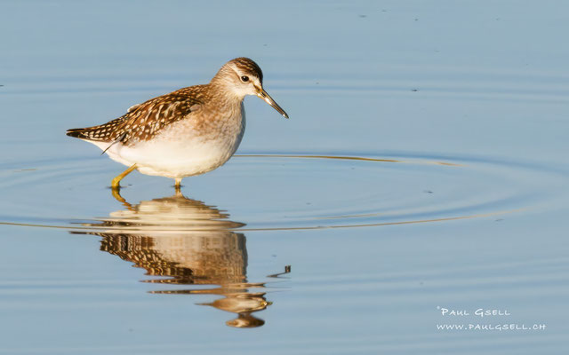Bruchwasserläufer - Wood Sandpiper - #8180
