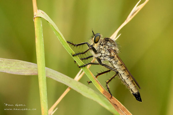 Raubfliege - Robber fly - #2506