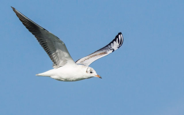 Lachmöwe - Black-headed Gull - #4836
