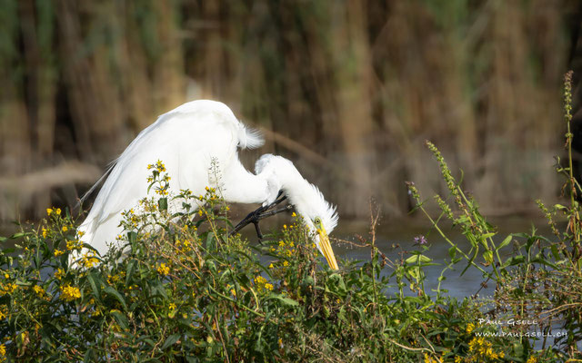Silberreiher - Great White Egret - #7928
