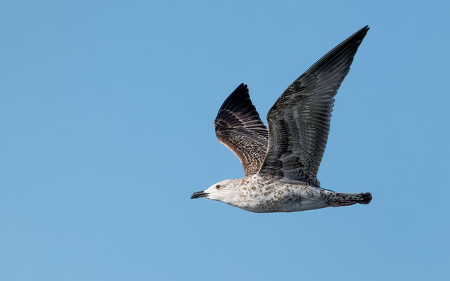 Mittelmeermöwe - Yellow-legged Gull - #4332