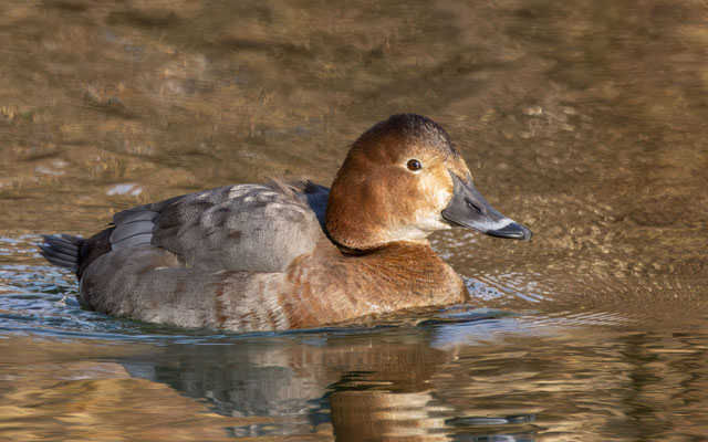 Tafelente Weibchen - Common Pochard Female - #3371