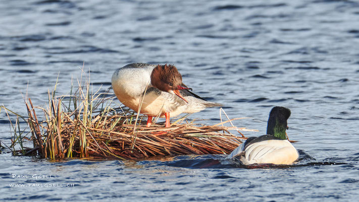 Gänsesäger - Common Merganser - #1064