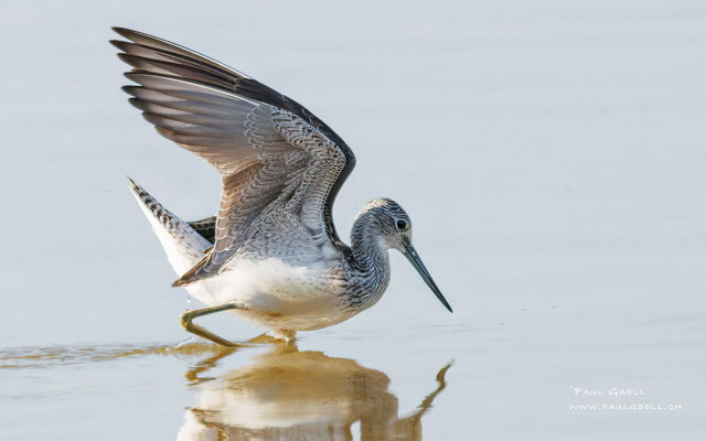 Grünschenkel - Greenshank - #9709
