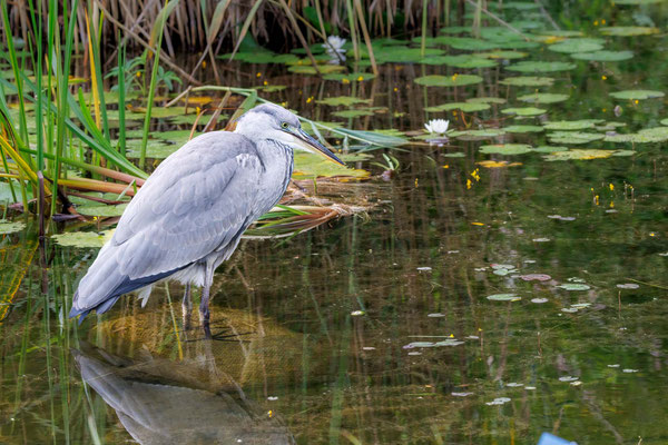 Graureiher - Grey Heron - #3125