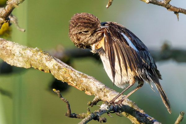 Schwarzkehlchen - Stonechat - #2606