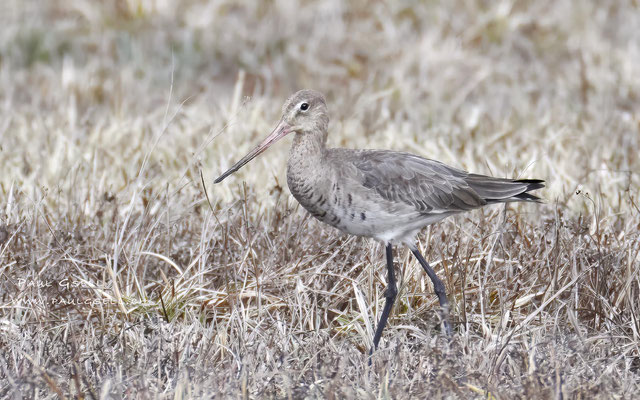 Uferschnepfe - Black-tailed Godwit - #8386