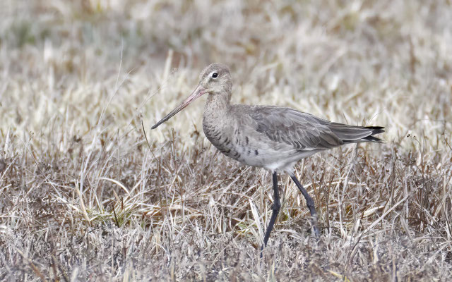 Uferschnepfe - Black-tailed Godwit - #8386