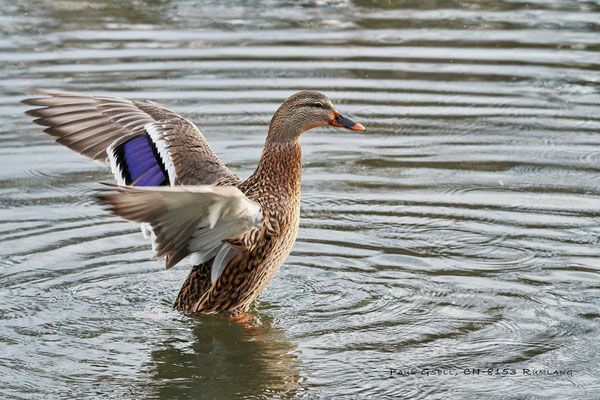 Stockente Weibchen - Mallard Female - #7185
