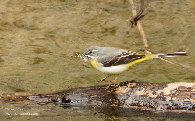 Gebirgsstelze - Grey Wagtail - #8545