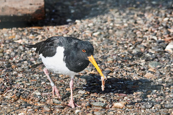 Austernfischere - Oystercatcher - Zoo Zürich -  #8718
