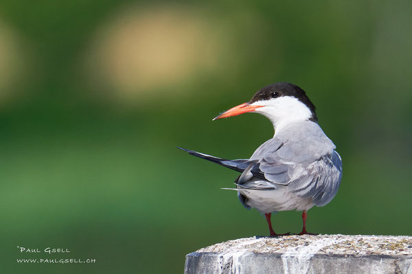 Flussseeschwalbe - Common Tern - #0324