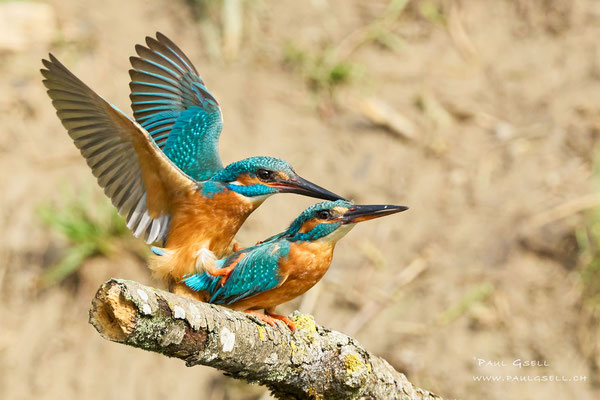 Eisvogel Paarung - Kingfisher mating - #7943