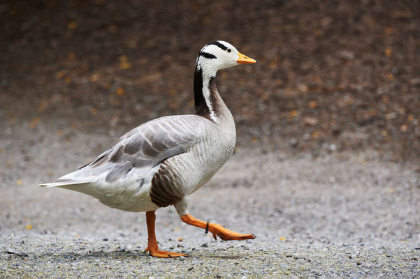 Streifengans (Anser indicus) im Zoo Zürich - #1001