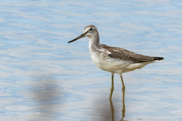 Grünschenkel - Greenshank - #8735