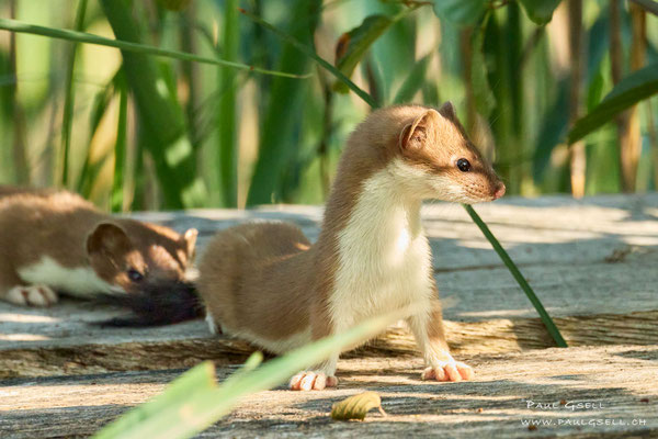Hermeline - Mustela erminea - #3106