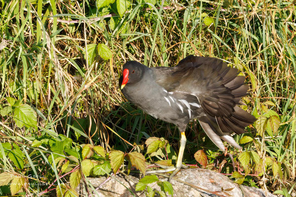 Teichhuhn - Moorhen - #4842