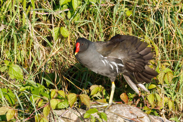 Teichhuhn - Moorhen - #4842