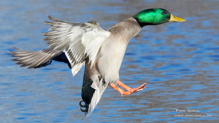 Stockente - Mallard - #1894