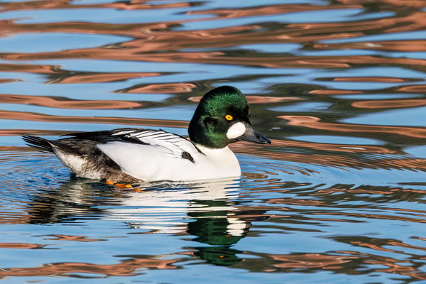 Schellente Männchen - Goldeneye Male - #4294