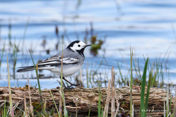 Bachstelze - White Wagtail - #0800