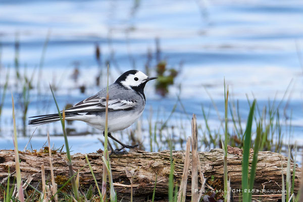 Bachstelze - White Wagtail - #0800