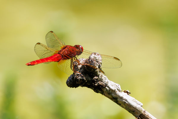 Feuerlibelle - Scarlet Dragonfly - #4925
