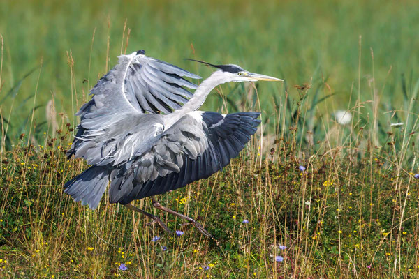 Graureiher - Grey Heron - #0808