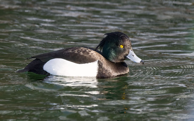 Reiherente Männchen - Tufted Duck Male - #3359