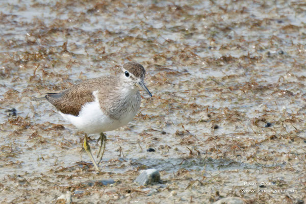 Flussuferläufer - Common Sandpiper - #0042
