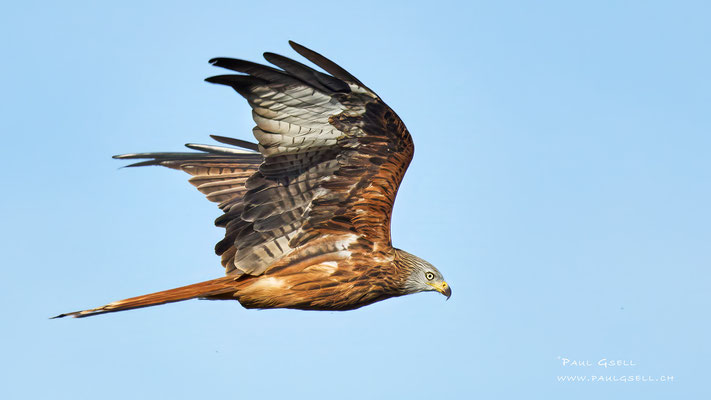 Rotmilan - Red Kite - #7586