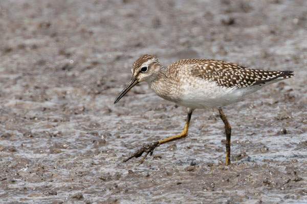 Bruchwasserläufer - Wood Sandpiper - #5201