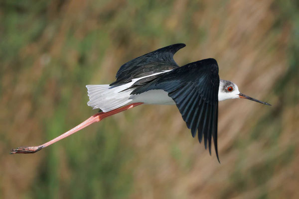 Stelzenläufer - Black-winged Stilt - #0847