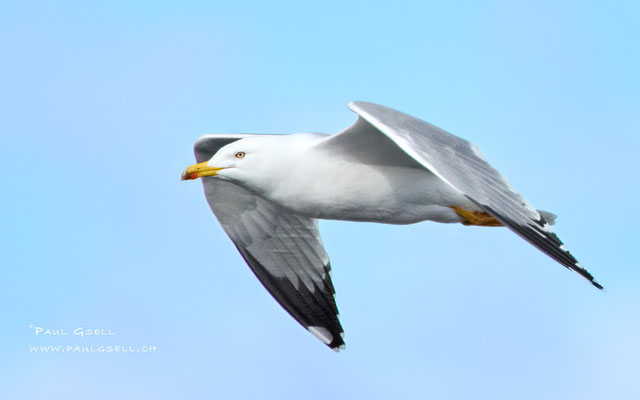 Mittelmeermöwe - Yellow-legged Gull - #5752