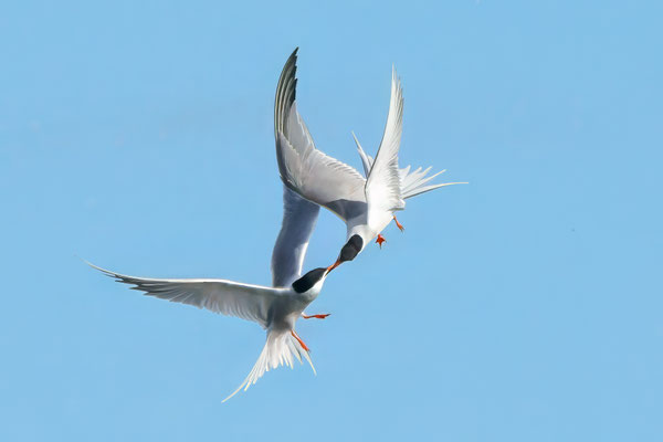 Flußseeschwalben im Balzflug - Common Terns in mating flight - #1769