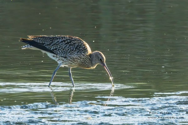 Grosser Brachvogel - Eurasian Curlew - #4813