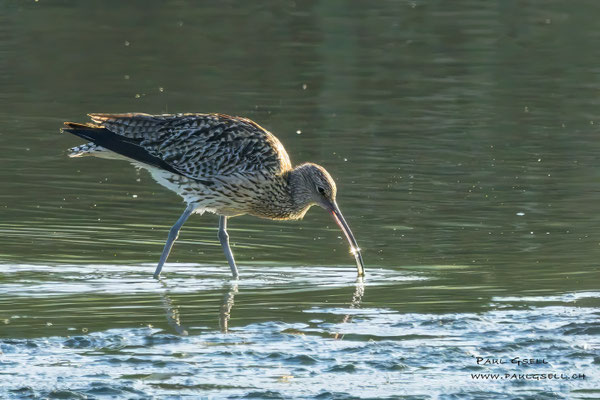 Grosser Brachvogel - Eurasian Curlew - #4813