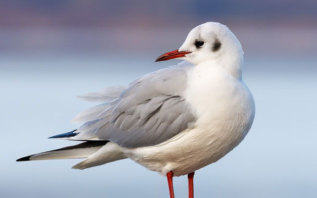Lachmöwe - Black-headed Gull - #0769