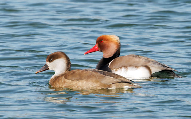 Kolbenenten - Red-crested Ducks - #5870
