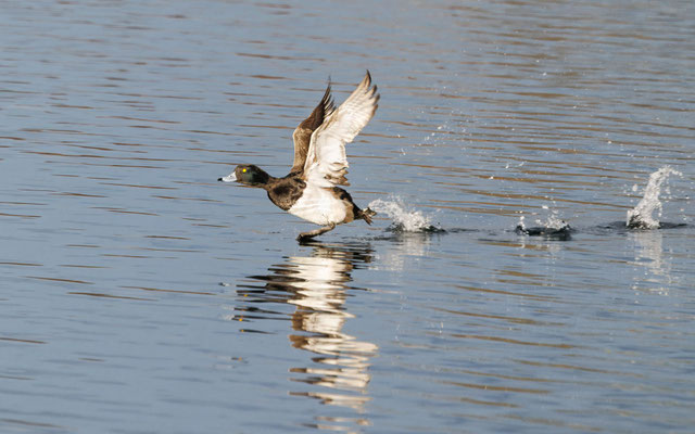 Reiherente - Tufted Duck - #5767