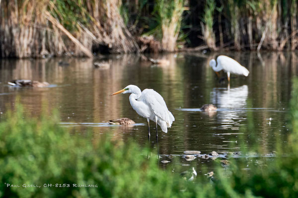 Silberreiher im Neeracherried - Great white egrets - #4012