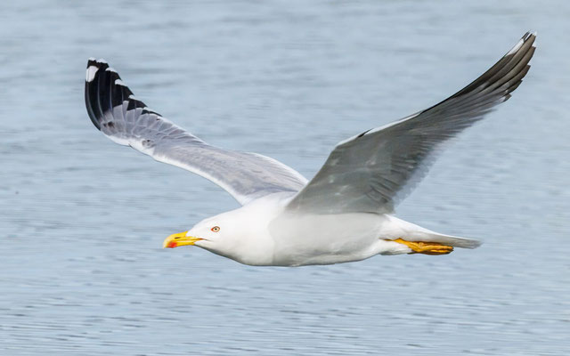 Mittelmeermöwe - Yellow-legged Gull - #1895