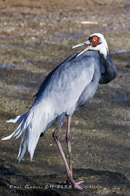 Weissnackenkranich im Zoo Zürich - Grus vipio - #5586