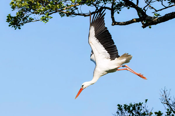 Weißstorch - White Stork - #5028